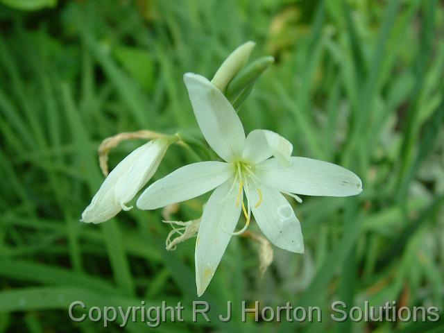 Schizostylis white